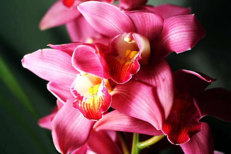 Ompotning af cymbidium-orkidéen